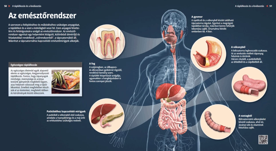 The Digestive System