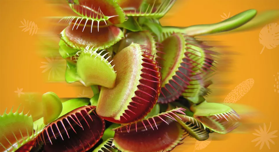 식물이 이동합니까?