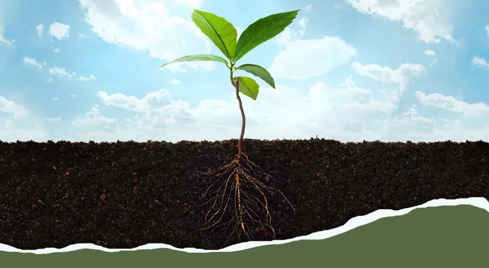 뿌리에서부터 잎까지