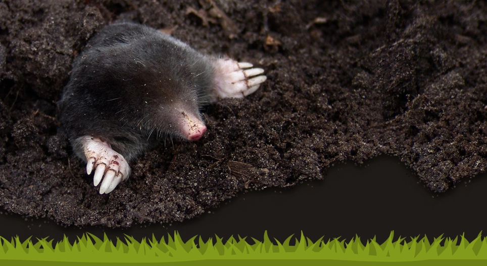 The European mole