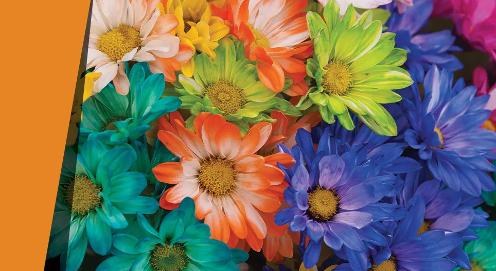 Petals of a thousand colours