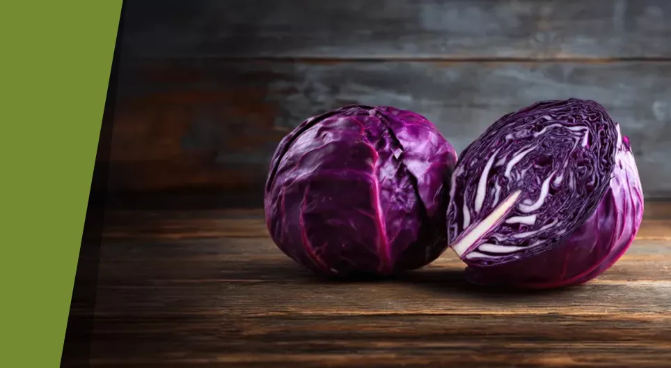 The multi-coloured red cabbage