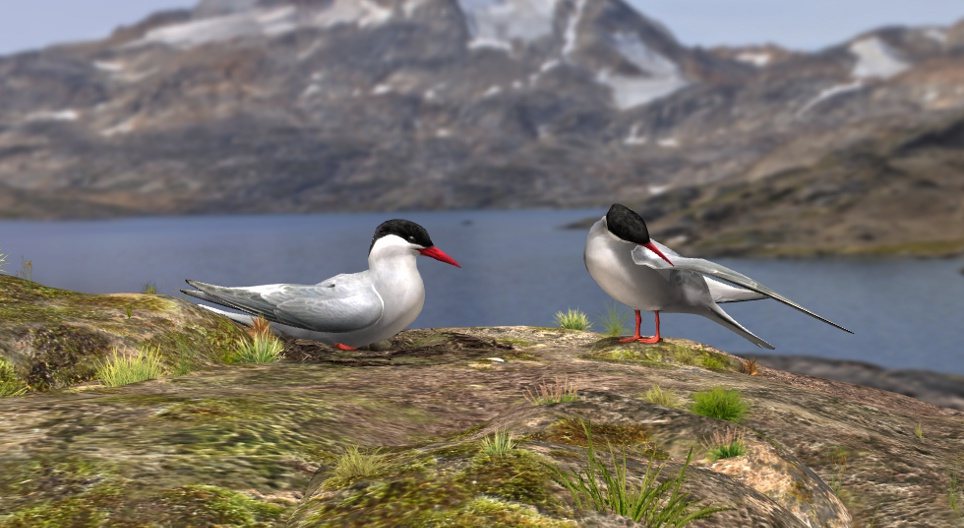 북극 제비갈매기