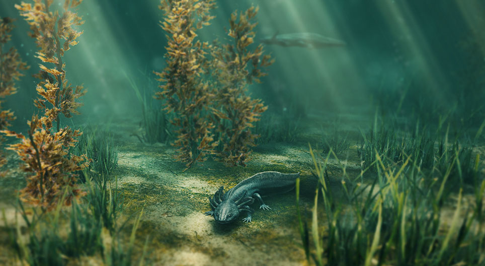 멕시코 아흘로틀