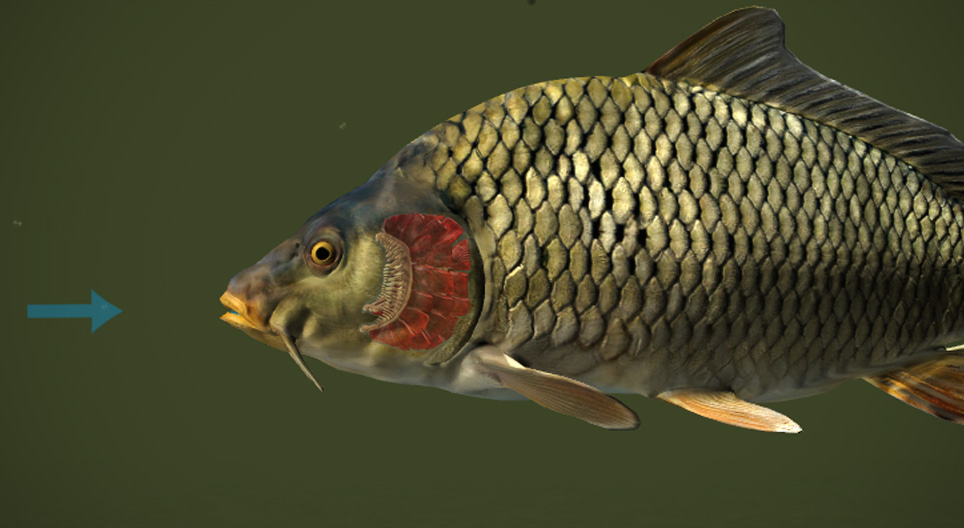 물고기는 숨을 어떻게 쉬는가?