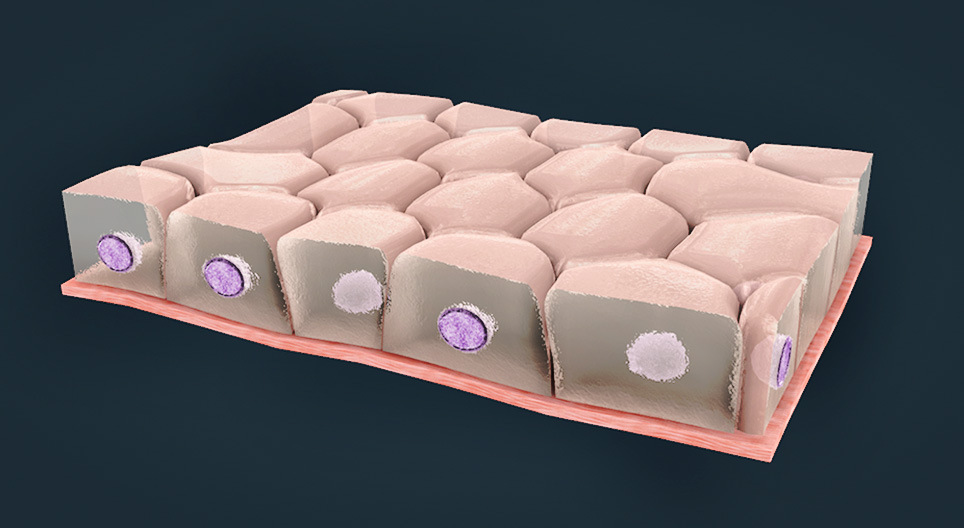 표면 상피 종류