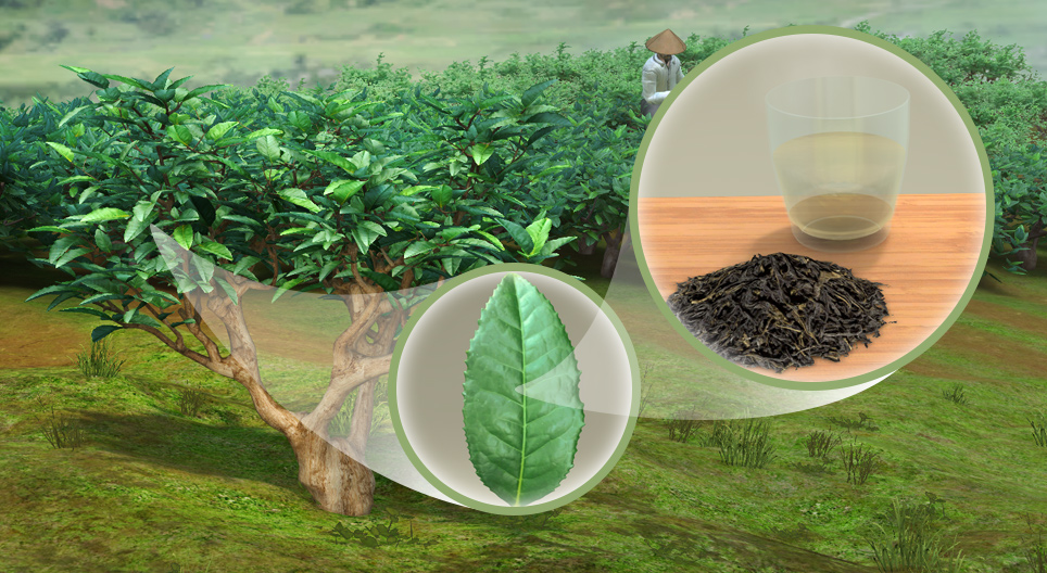 차나무 (Camellia sinensis)