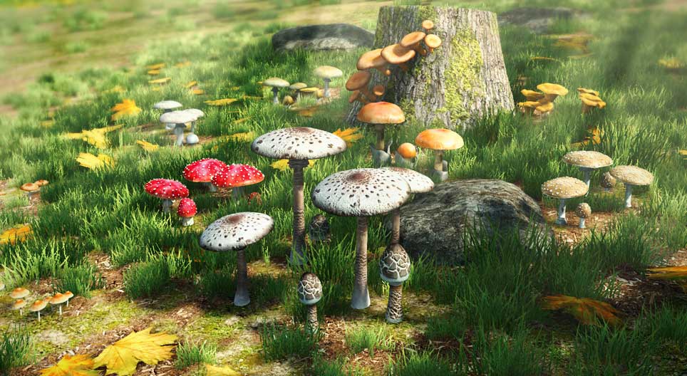 식용 버섯과 독성 버섯의 비교