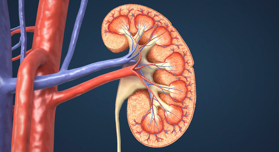 The urinary system