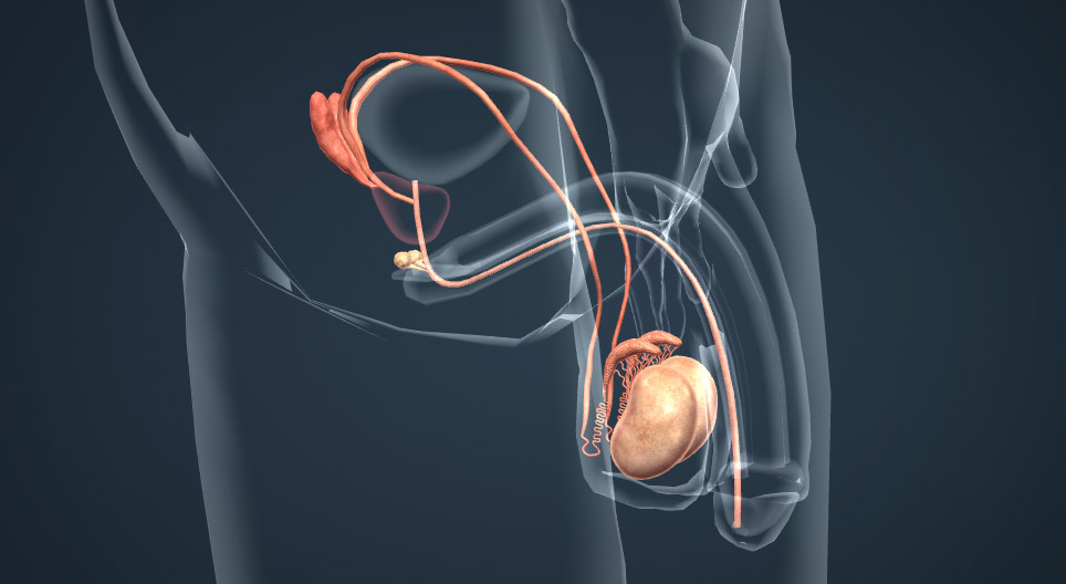 Male reproductive system