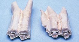 食草动物的臼齿