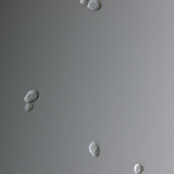 念珠菌的真菌（最常见的引起阴道感染的细菌）