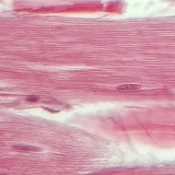 肌腱（纵截面）