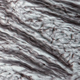 纤维软骨组织（猪胚胎的鼻子）