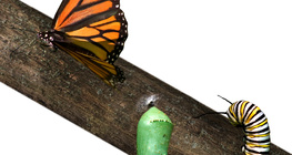 从毛毛虫到蝴蝶