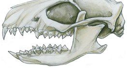 食虫动物的牙齿