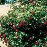 欧洲的接骨木树