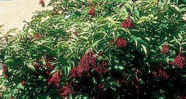 歐洲的接骨木樹