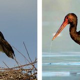 鸟巢里的白鹤·黑鹳捕鱼