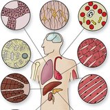 細胞類型的組織