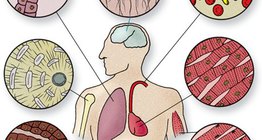 細胞類型的組織