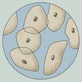 舌表面的上皮细胞的显微镜图像