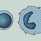 免疫系统的细胞