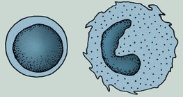 免疫系統的細胞