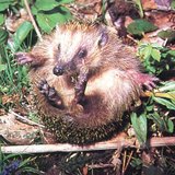 刺猬把身子卷起来 - 1