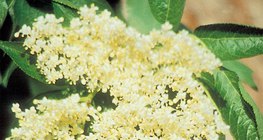 歐洲的接骨木花