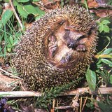 刺猬把身子卷起来 - 2