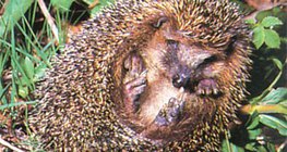 刺猬把身子卷起来 - 2