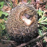 刺猬把身子卷起来 - 3