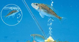 수족관의 물고기