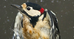 大斑啄木鸟从水面上起飞