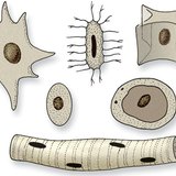 各种形状的细胞核