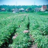 Blooming potato plant
