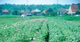 盛开的马铃薯植株