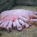Domestic pig with her piglets
