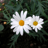 Ox-eye daisy