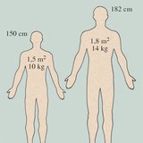 人体皮肤的重量和表面积