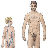 睾丸的激素调节