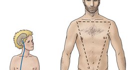 睾丸的激素調節