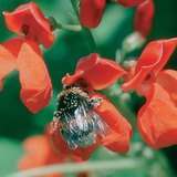 寻找食物的蜜蜂