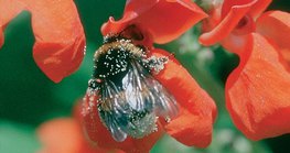 寻找食物的蜜蜂