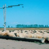 Juhnyáj az Alföldön