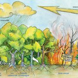 Az ember hatása az erdőre