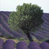 欧洲某地的薰衣草田