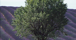 欧洲某地的薰衣草田