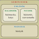 Ábra: Gerincesek: emlősök, madarak